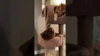 Cats brawl on a cat tree #shorts
