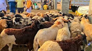 GUDUR Sheep Market Today | Retteri Goat Market Nellore Judipi Sheeps Available| #youtube #fyp  #shm 