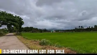 (Vlog#127) 3.3-hectare farm lot Along brgy cemented road With rice field for only 125 pesos per sqm!