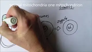 Introducing Genetics 1, Life cycles and inheritance