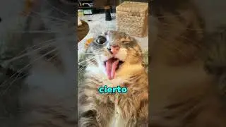 ¿Por qué la lengua de los gatos tiene miles de picos? 🐱