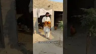 Golden heavy buff hen #foryou #dasihen #heavybuff #petsvlogs #layyingeggs