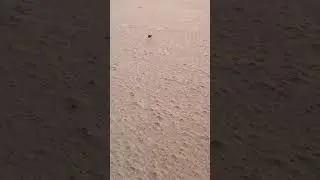 Dauda Dauda Bhaga Bhaga Sa