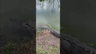 Gorge The Alligator