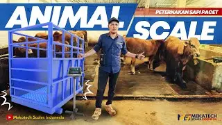 TIMBANGAN HEWAN / TIMBANGAN SAPI Kapasitas 2 Ton Ukuran 1m x 2m, Lokasi Peternakan Pacet..!!!