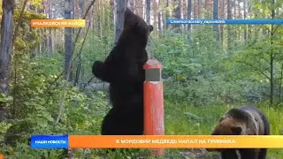 В Мордовии медведь напал на грибника