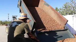 Secado de Almendras