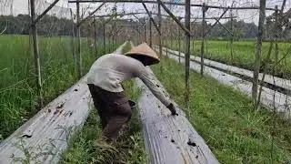 PROVEN FARMERS&rsquo; SOIL PREPARATION METHOD USING BASIC FERTILIZER FOR MAXIMUM YIELD-Agriculture Farming