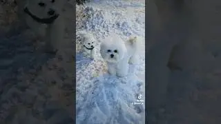 PATRICIA❄️Winter 2026❄️#Patricia_BrightStarDog #bichons #lifebichon #winter2026 #зима #щенокбишона