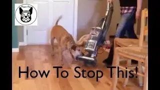 Stop Your Dog from Attacking the Vacuum Cleaner!