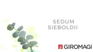 Sedum sieboldii