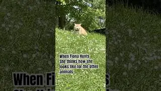When Fiona hunts outside #cat #cute #hunting #funny #ボス猫 #huntingmode#gatos #shorts #猫咪 #catsdaily
