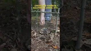 Really Creative Bird TRAP! #survival #bushcraft #camping