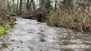 Natural stream of flowing water, Rain sounds in the forest, Nature sounds for sleeping