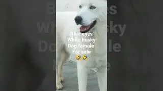 blue eyes white husky dog female #viral #subscribe #huskylovers 🤣🤣🤣🤣🤣🤣🤣🤣