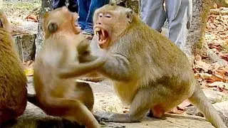 Marcus attacked monkey Kari so hard, Kari terrified in her life