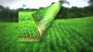 Florescimento/embonecamento do milho 🌽