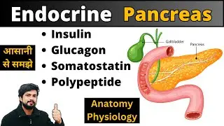 Pancreas Endocrine Function | Anatomy and Physiology | Hormones | Insulin & Glucagon | Hindi