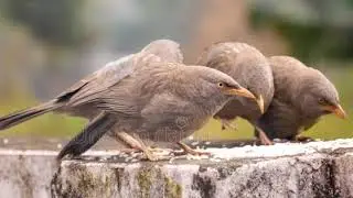 jungle babbler sound