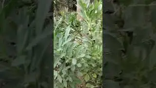 Bokla  plant🤗 #allu arjun #pushpanjali organic garden ☘️ please support 🥹🙏