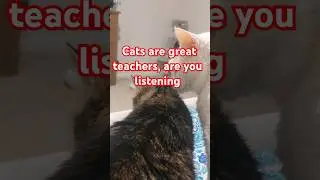 20 year old kitty love &hearts;️ #cat #wisdom #lifewithcats