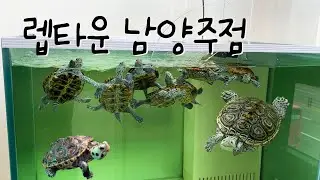 남양주에도 테라핀 전문점이?! -렙타운 남양주점 방문기-   #테라핀 #거북이