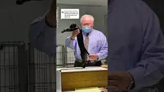 Лучшие выставки кошек😂 #кот