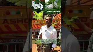 🌸வீட்டிற்குள் மணம் தரும் பன்னீர் புஷ்பம்| Paneer🌸: Spread Fragrance & Enhance Your Home's Ambiance