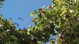 Migration des monarques &agrave; Pointe-Pel&eacute;e