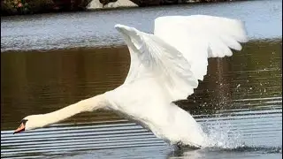 Swan Pen (Jayne) Charged Right At Single Cob