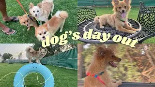 Adorable dogs Day out #DogParkFun #DogPlaytime #DogAdventures #HappyDogs #OutdoorDog #DogsofYouTube