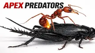 APEX PREDATORS of The Ant Kingdom  - DOCUMENTARY
