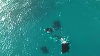 Blue Water Paradise: Finding Mantas in Maldives! 4K Diving, Aerial Views & Lucky Encounter