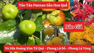 ✅ Báo Giá Táo Tàu Panzao Sẵn Hoa Quả To, Vú Sữa Hoàng Kim Tứ Quý, Phong Lá Vàng, Đỏ ☎️0968.750.386
