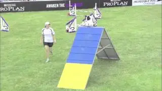 2013 IDC National Championships - Small Dog Agility