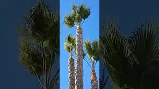 Swaying Palm Trees