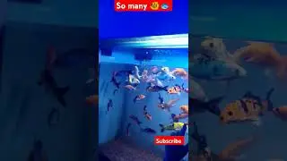So Many 🐟🐠#trending#youtubeshorts#viralvideo#fish#water#animal#food#bharat#aqua#life