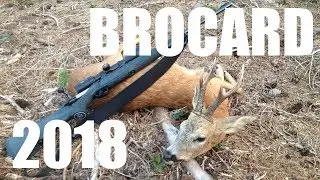 Brocard &agrave; l'aff&ucirc;t en Belgique - Juillet 2018 - Rencontre avec les grands cervid&eacute;s !