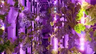 Indoor Farming Solutions by Canobi Technologies | Commercial Vertical Farm Systems