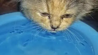 Вот так последние мгновения с котенком перед его смертью