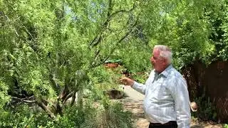 In the Garden with Dave: Mesquite