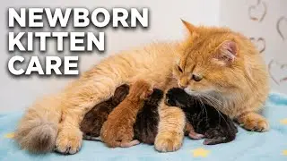 Любящая мама-кошка проявляет любовь к своим новорожденным котятам