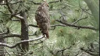 Long-eared Owl calling