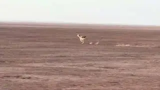 Goitered gazelle running toward its herd.