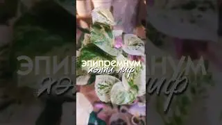 Обман за 900 рублей - Эпипремнум Хэппи Лиф #растениеводство #растения #растениядома #эпипремнум
