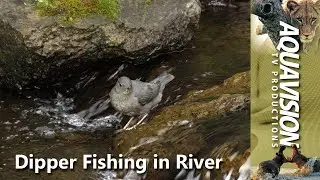 American Dipper Fishing in Fast Moving River | Rare Bird Behaviour Stock Footage