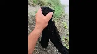 Good Throw net by catching fish #fish#fishing #netfishing