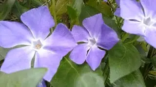 Vinca major (plant medicinal)