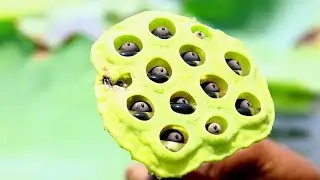 Tatti - Collect Lotus Seeds and Eating | Natural Village Food Collection