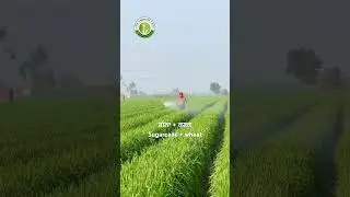 Subscribe YouTube channel for sugarcane farming Punjab #riar_sugarcane_farm #wheat_on_beds #wheat